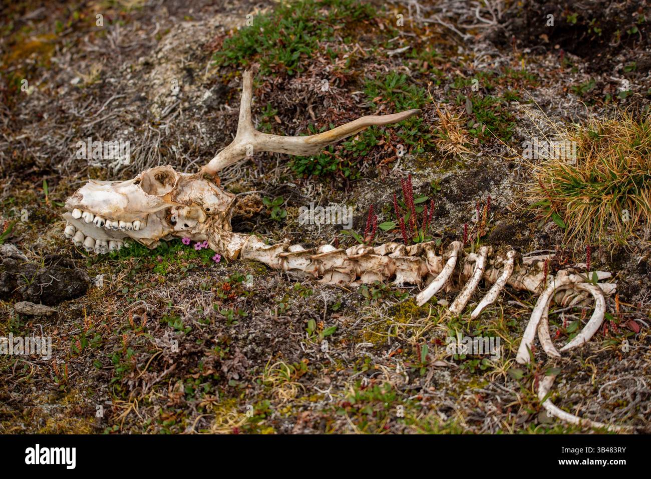 Überreste eines Skeletts eines Svalbard-Rentiers (Rangifer tarandus) dieses pflanzenfressende Säugetier ist die kleinste Unterart des Rentiers. Es lebt ungefähr Stockfoto