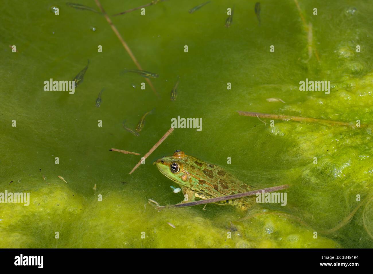 Sumpffrosch schwimmt im Wasser (ضفدع الماء الأخضر Pelophylax ridibundus in der Vergangenheit auch als Rana ridibunda bekannt) dieser Frosch ist der größte in Europa Stockfoto