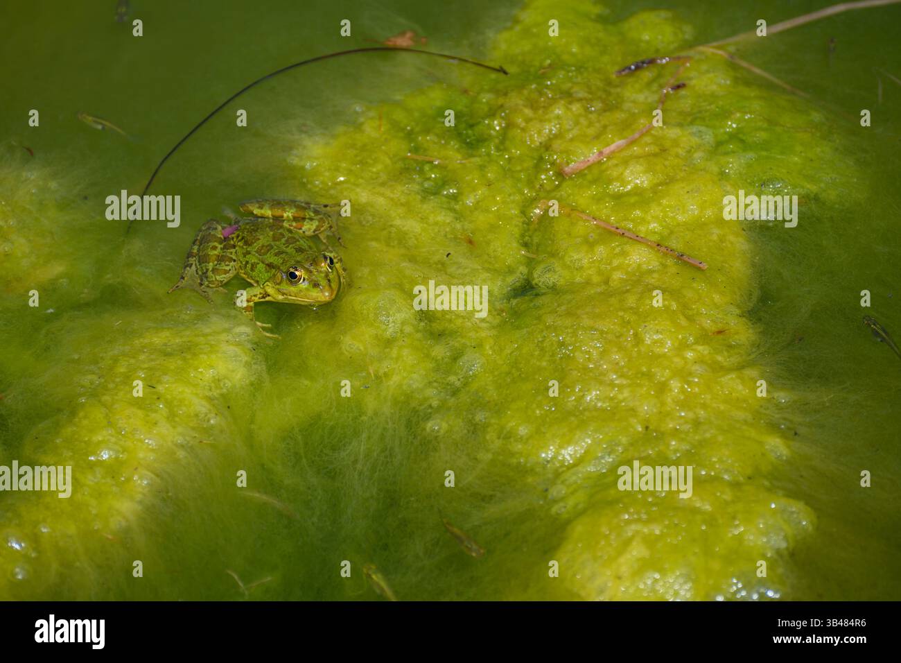 Sumpffrosch schwimmt im Wasser (ضفدع الماء الأخضر Pelophylax ridibundus in der Vergangenheit auch als Rana ridibunda bekannt) dieser Frosch ist der größte in Europa Stockfoto