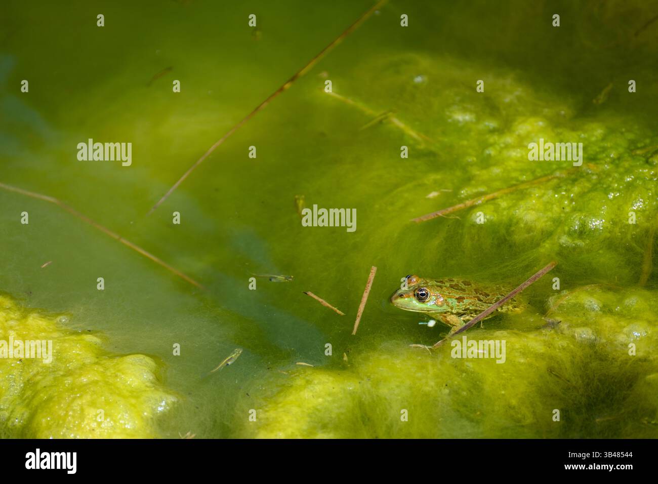 Sumpffrosch schwimmt im Wasser (ضفدع الماء الأخضر Pelophylax ridibundus in der Vergangenheit auch als Rana ridibunda bekannt) dieser Frosch ist der größte in Europa Stockfoto