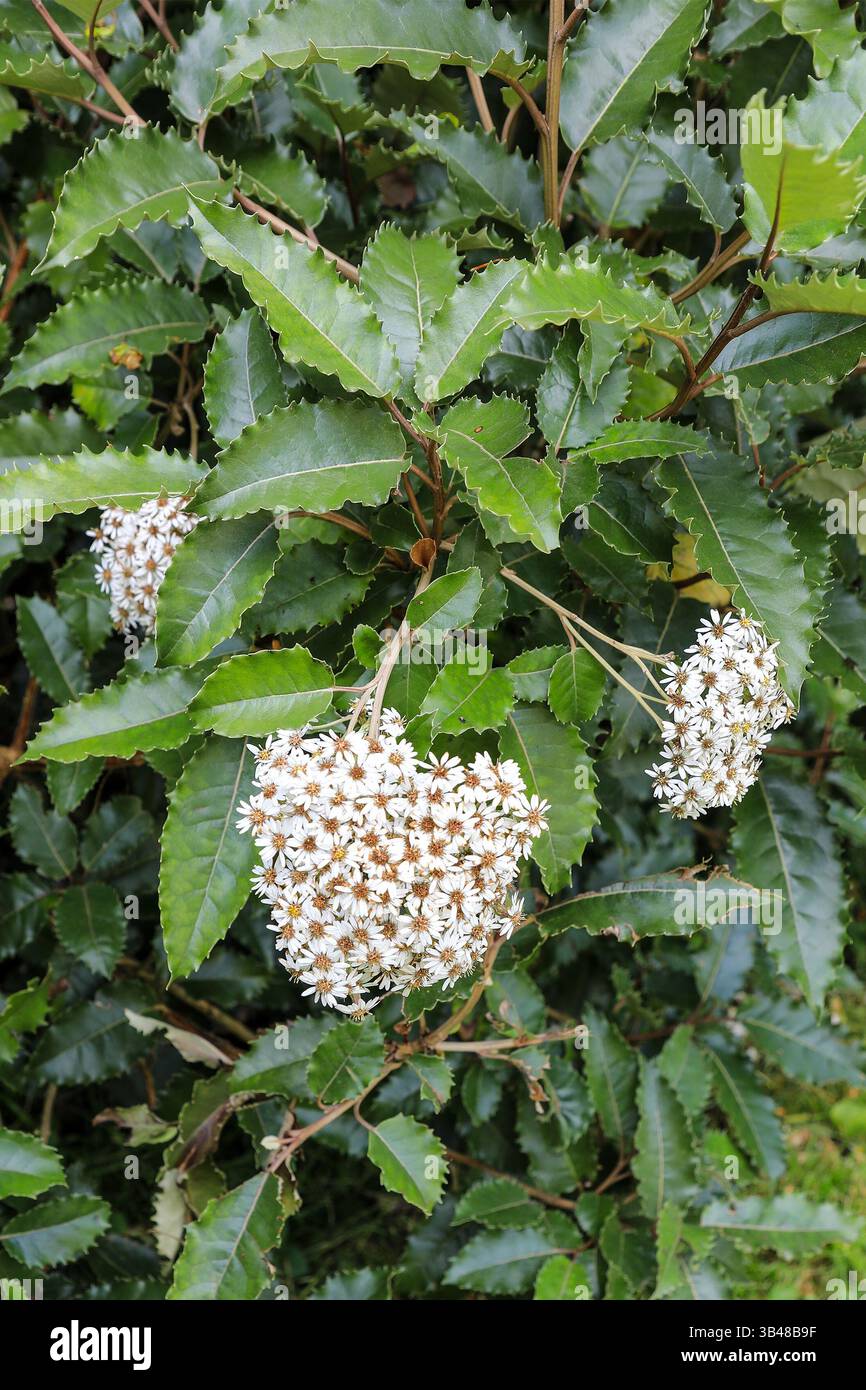 Olearia arborescens, auch bekannt als Common Tree Gänseblümchen, Trengwainton Gardens, Cornwall, England, Großbritannien Stockfoto