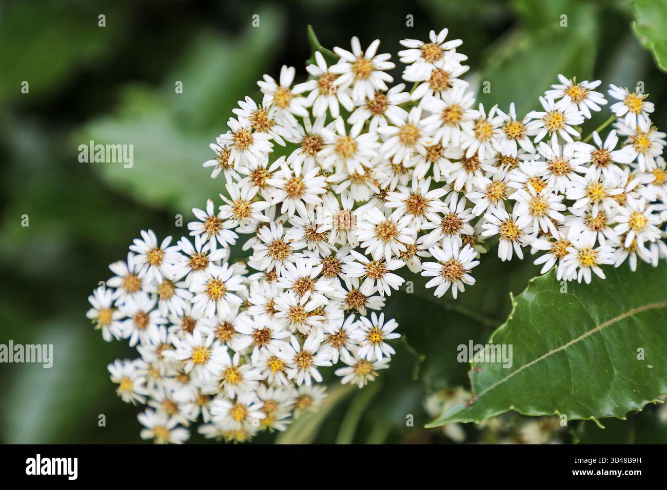 Olearia arborescens, auch bekannt als Common Tree Gänseblümchen, Trengwainton Gardens Cornwall, England, Großbritannien Stockfoto