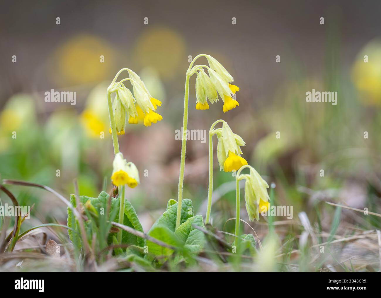 Cowslip (Primula veris) Gruppe von gelben Pflanzen mit grünen behaarten Blättern. Selektiver Fokus. Cowslip, Primula veris, Primula officinalis, Primulaceae. Stockfoto