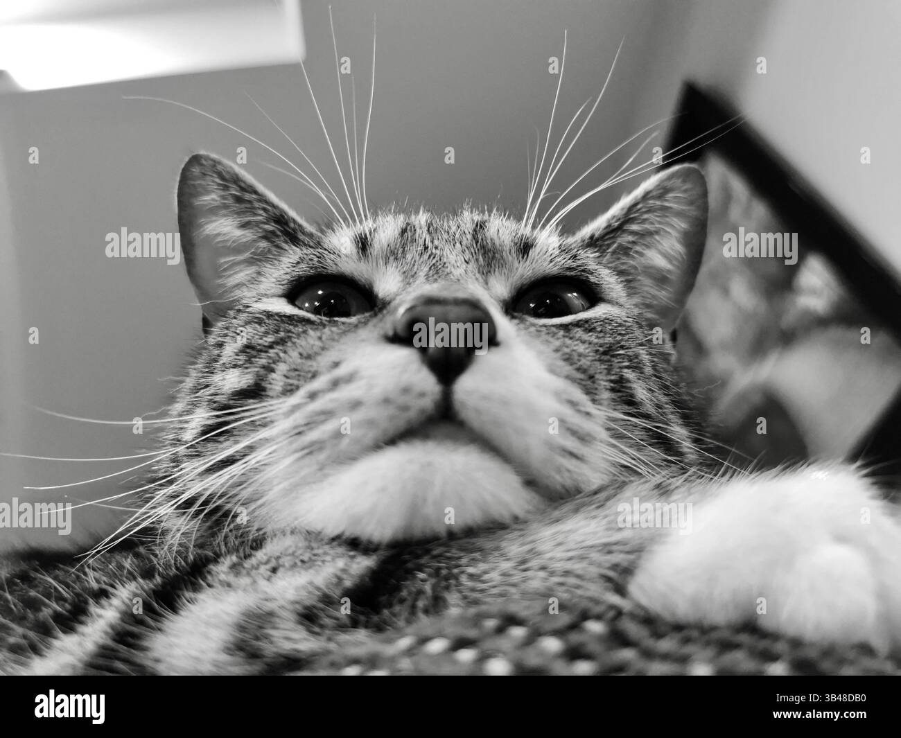 Katzen, die in deine Seele schauen - Smartphone-aufgenommenes Stockfoto