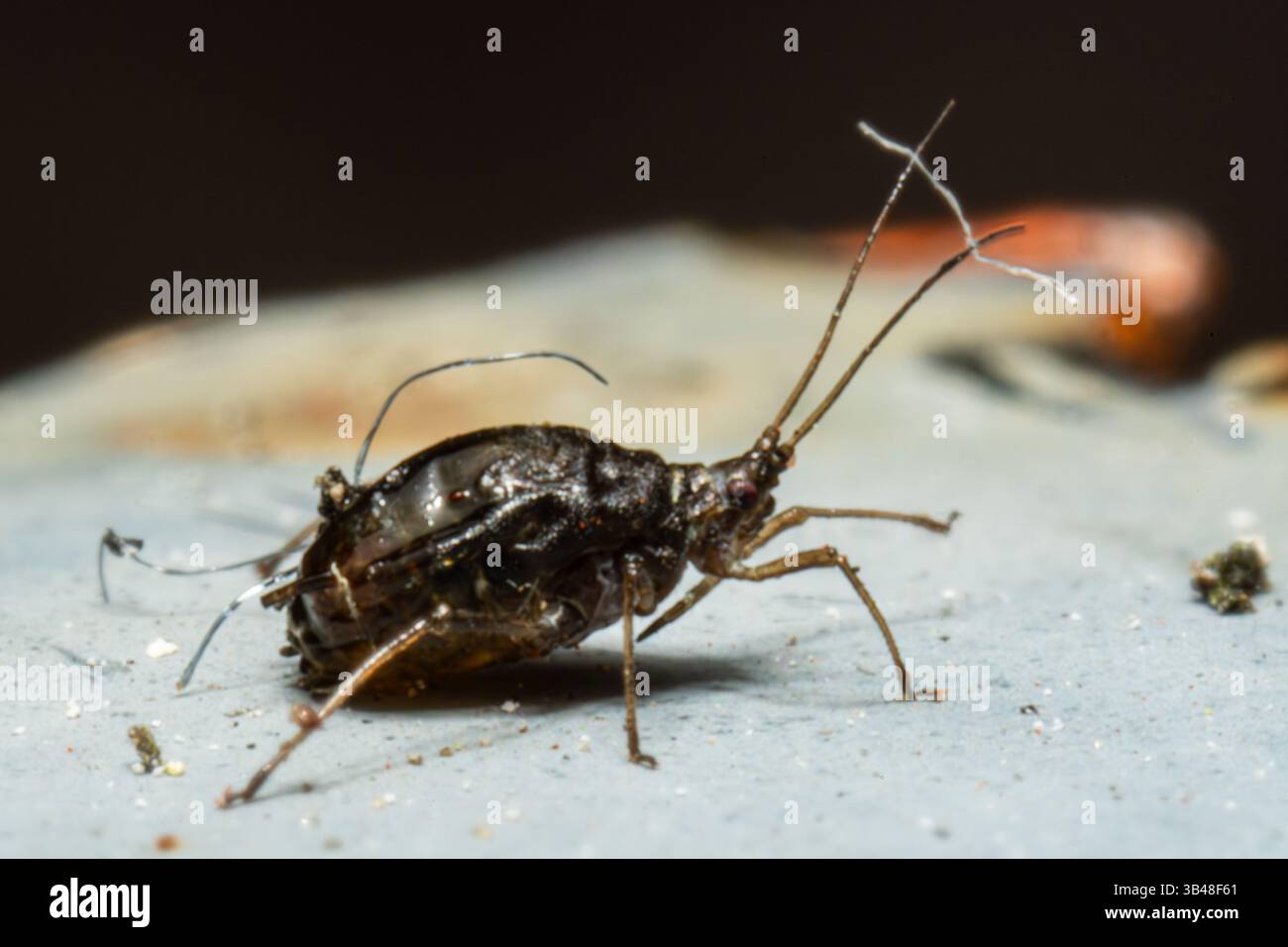 Geburt einer grünen Blattlaus (Aphididae), die aus ihrer Mutter hervorgeht, Nahaufnahme Makroaufnahme, Issy-les-Moulineaux, Frankreich. Stockfoto