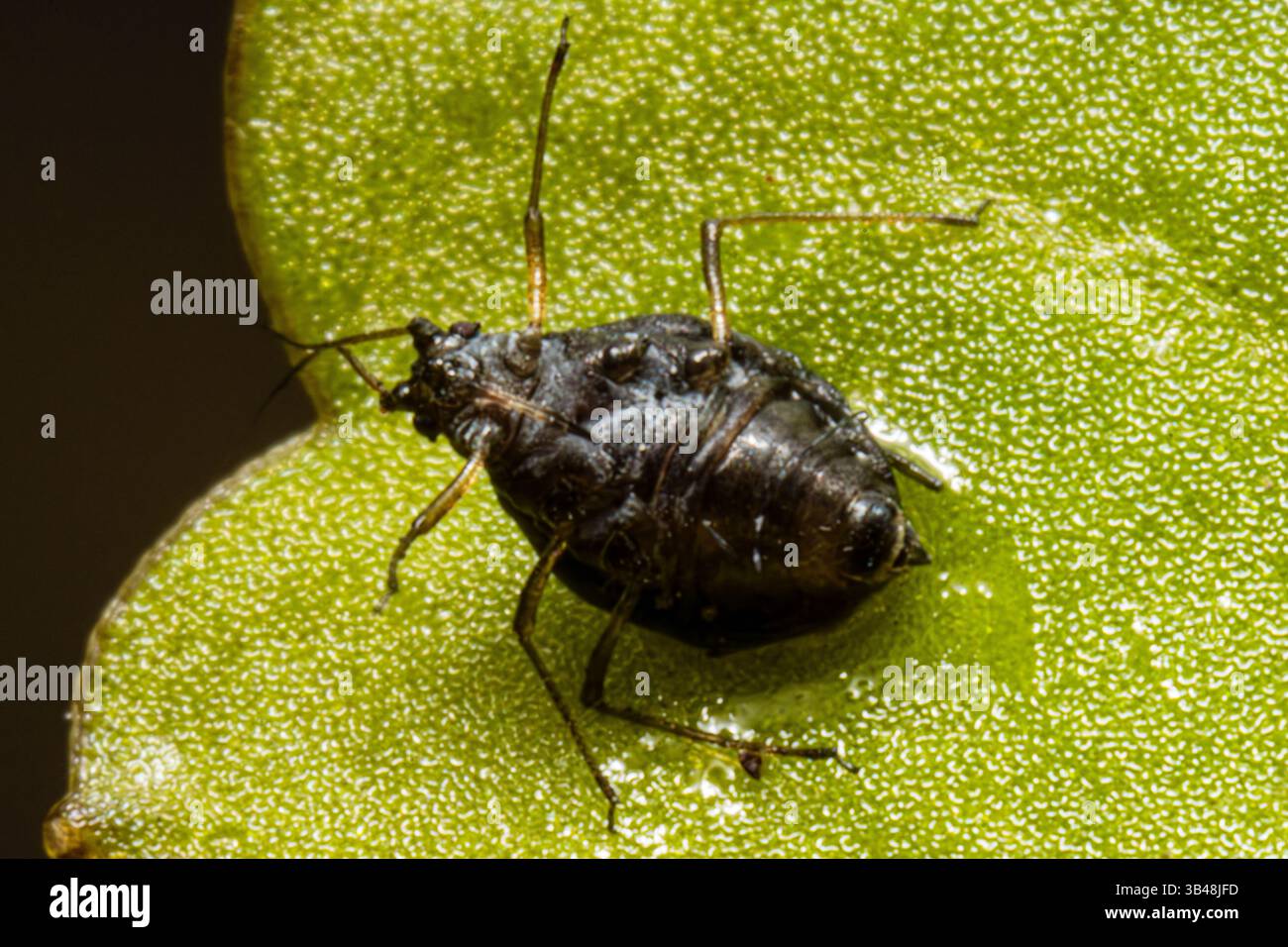 Geburt einer grünen Blattlaus (Aphididae), die aus ihrer Mutter hervorgeht, Nahaufnahme Makroaufnahme, Issy-les-Moulineaux, Frankreich. Stockfoto