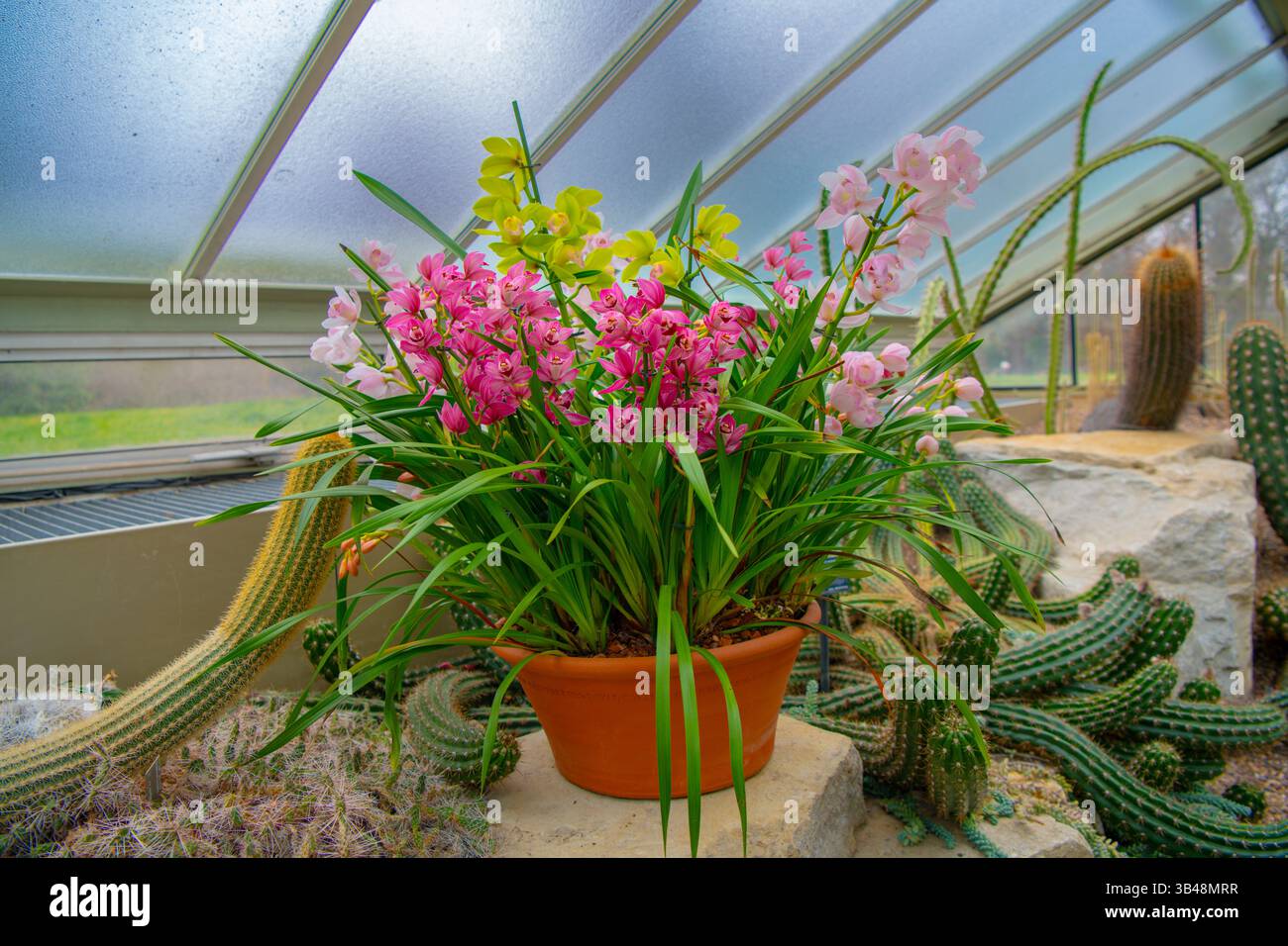 Orchideenblumen im botanischen Garten Stockfoto