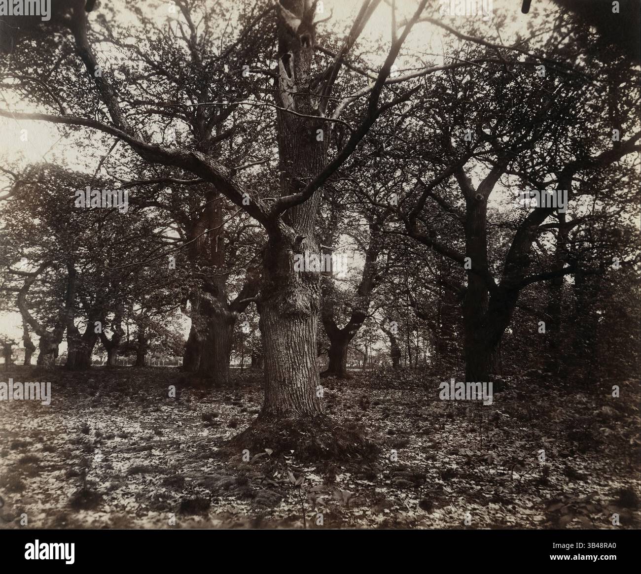 Eugène Atget - Châtaigniers Stockfoto