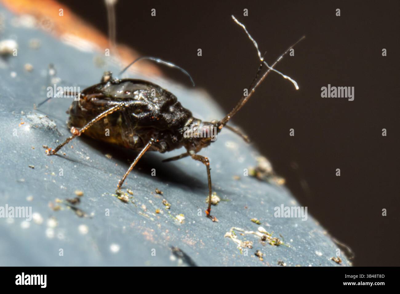 Geburt einer grünen Blattlaus (Aphididae), die aus ihrer Mutter hervorgeht, Nahaufnahme Makroaufnahme, Issy-les-Moulineaux, Frankreich. Stockfoto