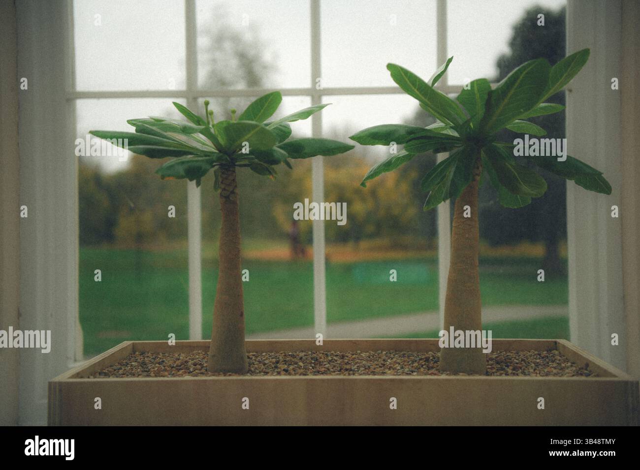Tropische Hellamia-Pflanzen im botanischen Garten Stockfoto
