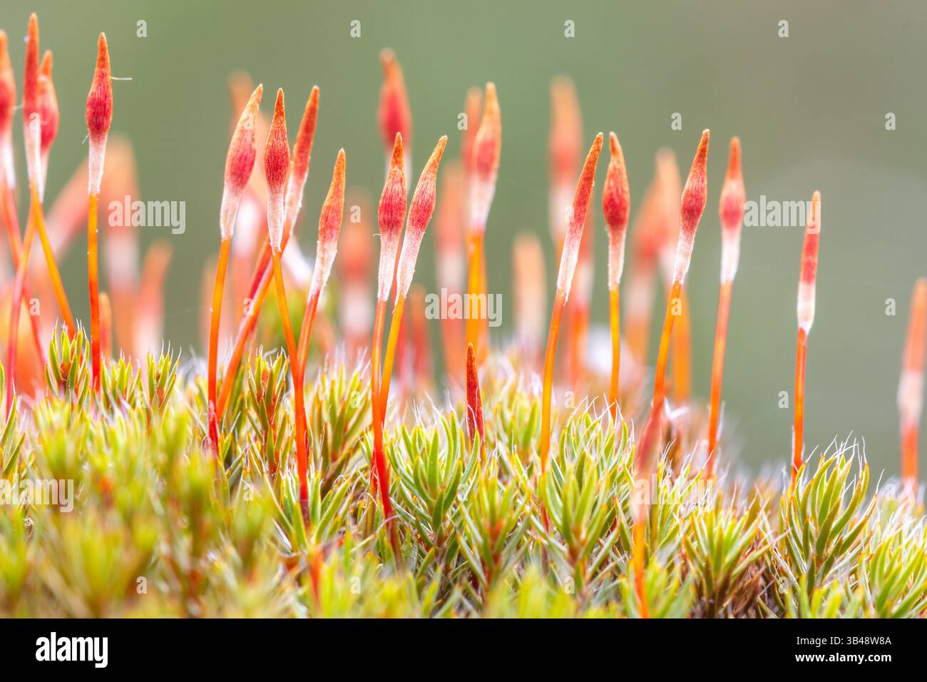 Polytrichum juniperinum mit Sporophyten im Frühjahr Stockfoto
