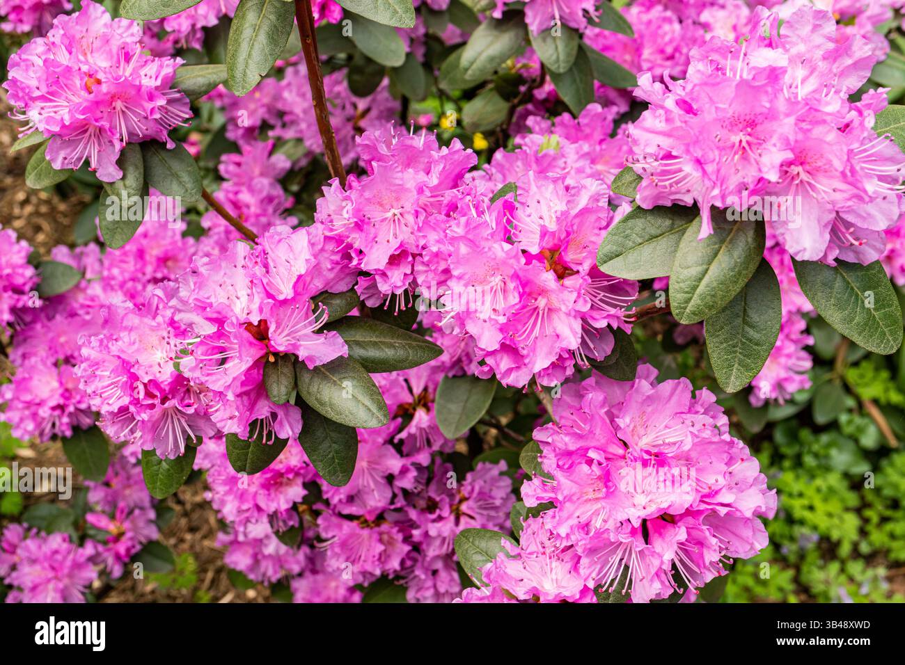 Ein schöner, blühender Rhododendron-Busch. purpurrote zarte Blüten einer blühenden Pflanze. Frühlingshintergrund, abstrakter natürlicher Hintergrund Stockfoto