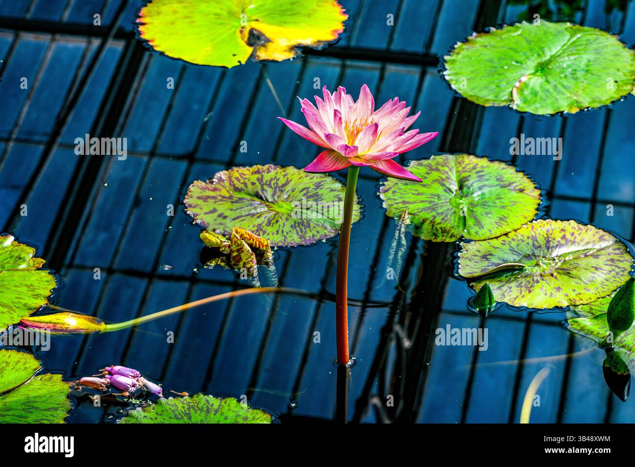 Rosa Lotus im botanischen Garten Stockfoto