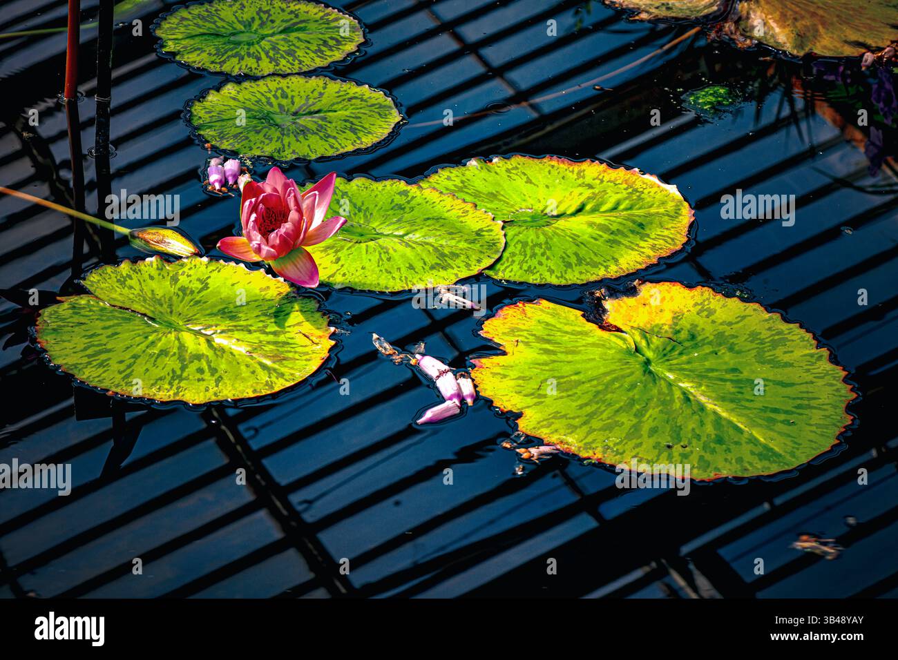 Rosa Lotus im botanischen Garten Stockfoto
