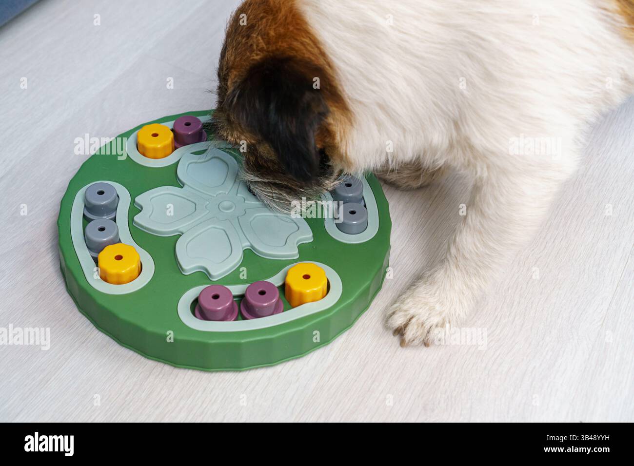 Intellektuelles Spiel für Hunde im Hintergrund zu Hause. Trainingsspiel für Hunde. Nahaufnahme. Stockfoto
