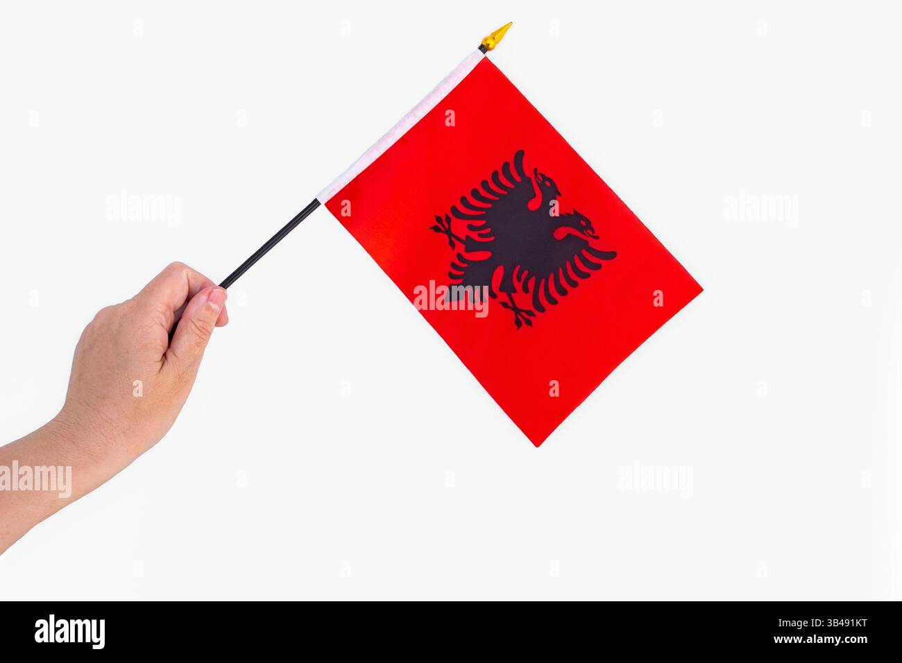 Albanische Nationalflagge mit Doppeladler. Albanienflagge in einer Hand isoliert auf weißem Hintergrund. 28. November, Patriotischer Feiertag, Unabhängigkeitstag Stockfoto