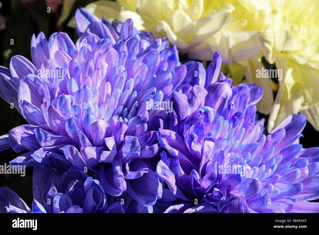 Nahaufnahme von zwei violetten Chrysanthemenblumen aus einem Supermarktstrauß mit weichen gelben Blumen dahinter, Stockfoto