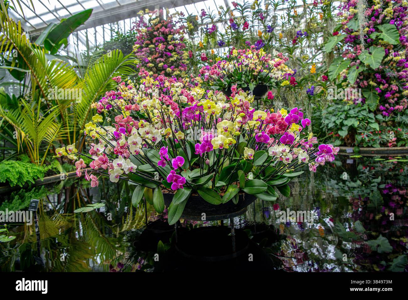 Blumendekoration beim Orchideenfest Stockfoto