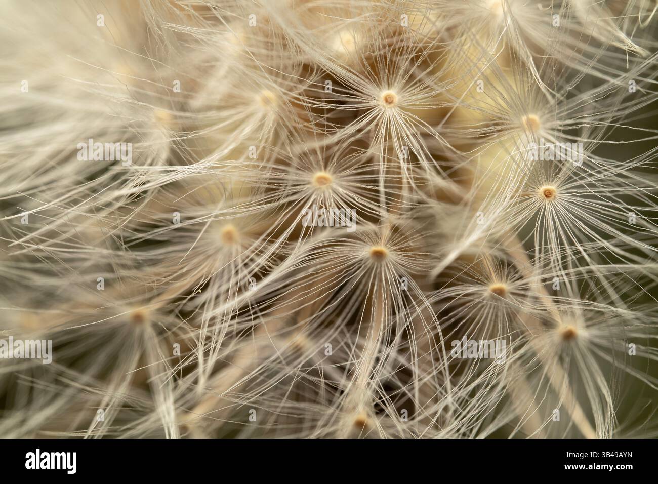 löwenzahn mit Samen auf orangem Hintergrund Stockfoto