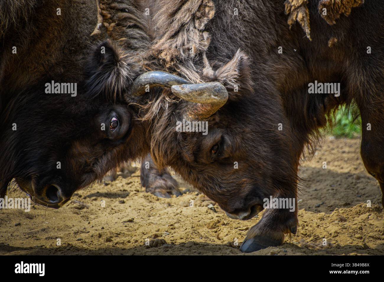 Amerikanische Bisons kämpfen auf der Farm Stockfoto