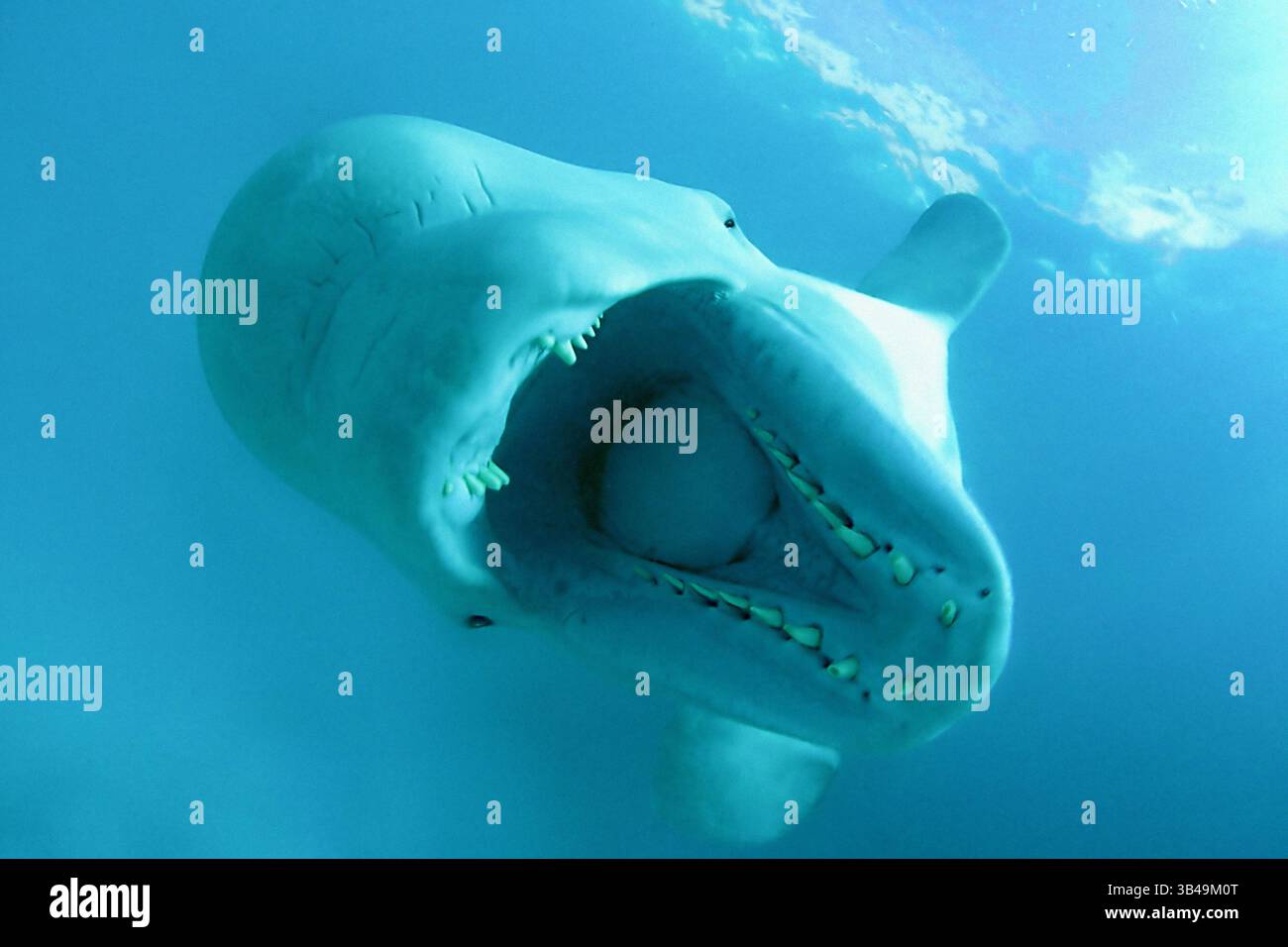 9. Dezember 2009 - Kareliya, Arktis, Russland - Beluga (Delphinapterus leucas). Auch bekannt als seekanarienwal oder Weißwal. Arktis, Russland. (Bild: © Andrey Nekrasov / ZUMA Wire/ZUMAPRESS.com) Stockfoto
