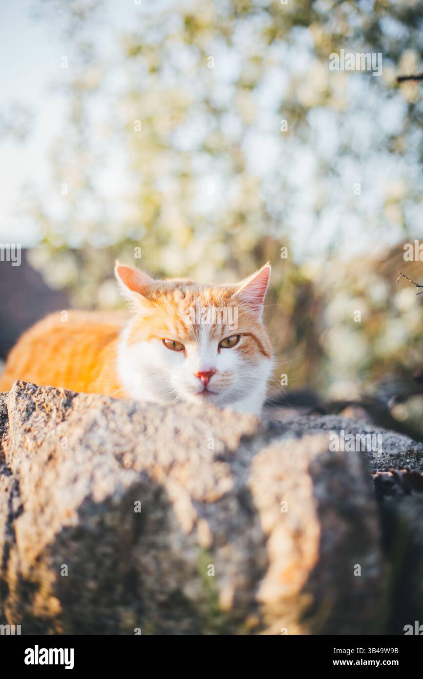 Roter Tabby tom-Cat Stockfoto