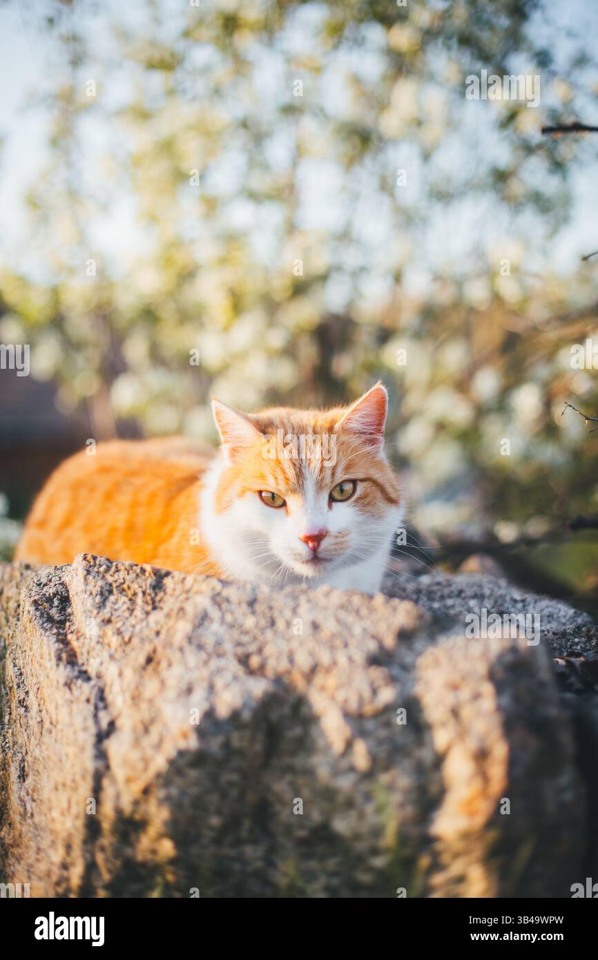Roter Tabby tom-Cat Stockfoto