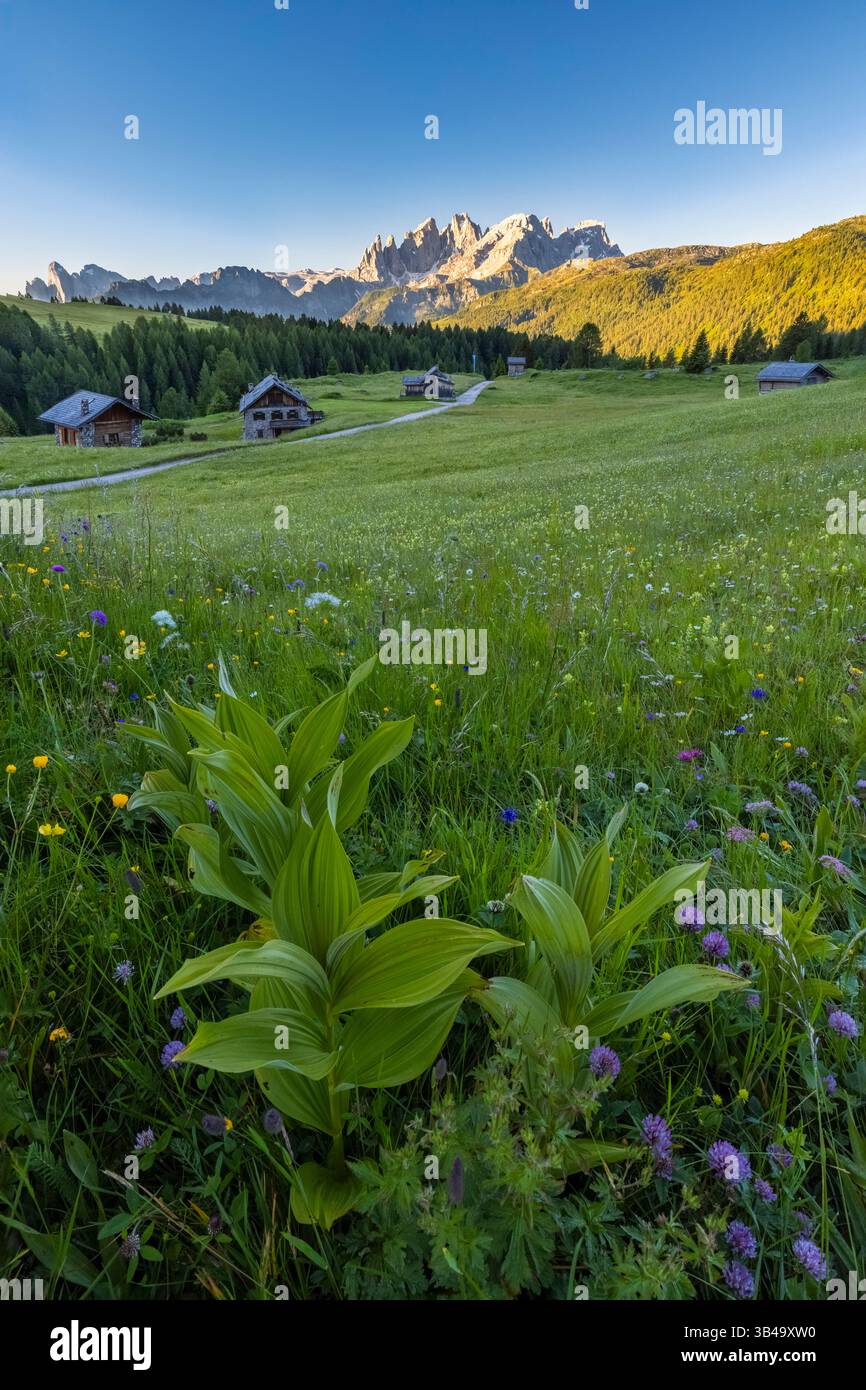 Blick auf die Pale di San Martino Fuciade. Pass San Pellegrino, Dolomiten, Provinz Trient, Trentino Südtirol, Italien, Europa. Stockfoto