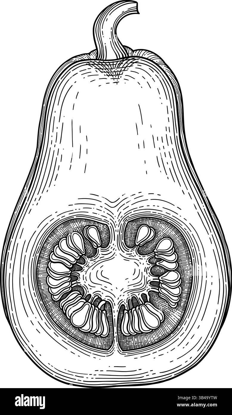 Skizze kürzen. Kürbiszeichnung Varietät Kürbisblätter Handzeichnungen, Retro Vintage Kürbis Herbst Gemüse Herbst Delikatessen, genial Stock Vektor