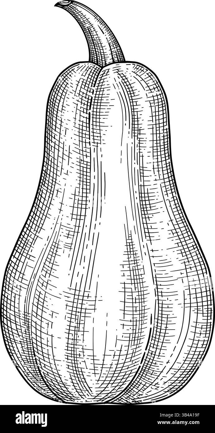 Skizze kürzen. Kürbiszeichnung Varietät Kürbisblätter Handzeichnungen, Retro Vintage Kürbis Herbst Gemüse Herbst Delikatessen, genial Stock Vektor