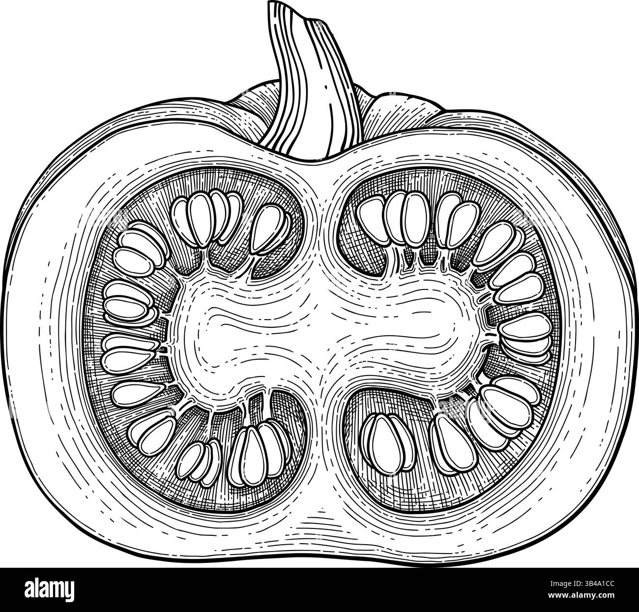 Skizze kürzen. Kürbiszeichnung Varietät Kürbisblätter Handzeichnungen, Retro Vintage Kürbis Herbst Gemüse Herbst Delikatessen, genial Stock Vektor