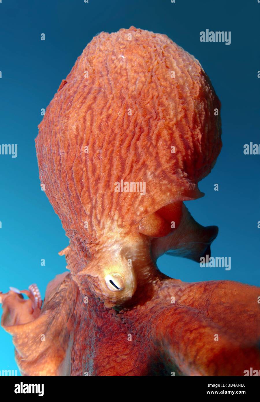 Aug. 2012 - riesiger Pazifischer Krake oder nordpazifischer Riesenkrake, (Enteroctopus dofleini) Japanisches Meer, Fernost, Primorsky-Region, Russische Föderation (Bild: © Andrey Nekrasov/ZUMA Wire/ZUMAPRESS.com) Stockfoto