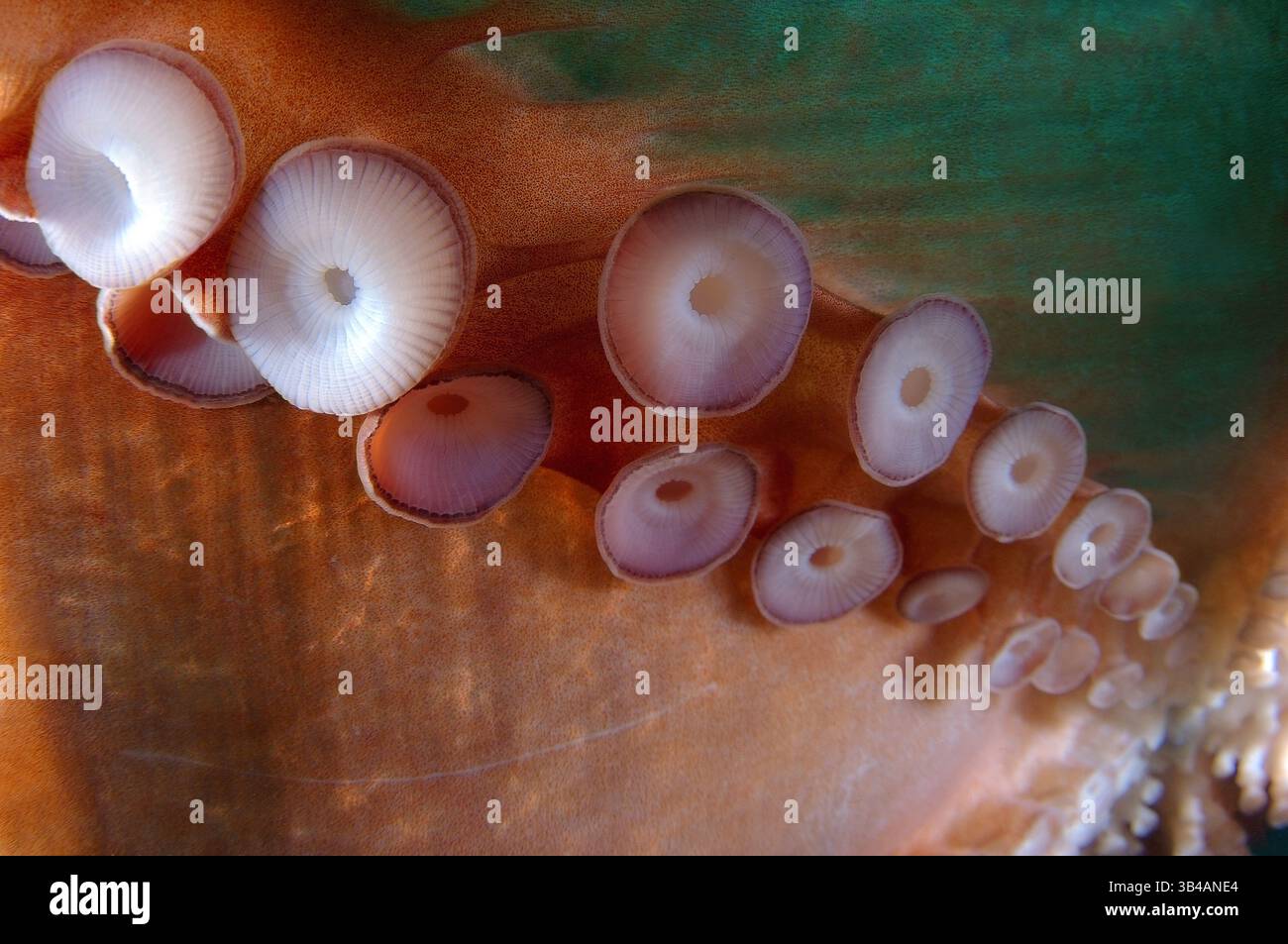 7. August 2012: Riesen-Pazifischer Oktopus oder Nordpazifischer Riesenkreken (Enteroctopus dofleini). Japan Sea, Fernost, Region Primorsky, Russische Föderation (Bild: © Andrey Nekrasov/ZUMA Wire/ZUMAPRESS.com) Stockfoto