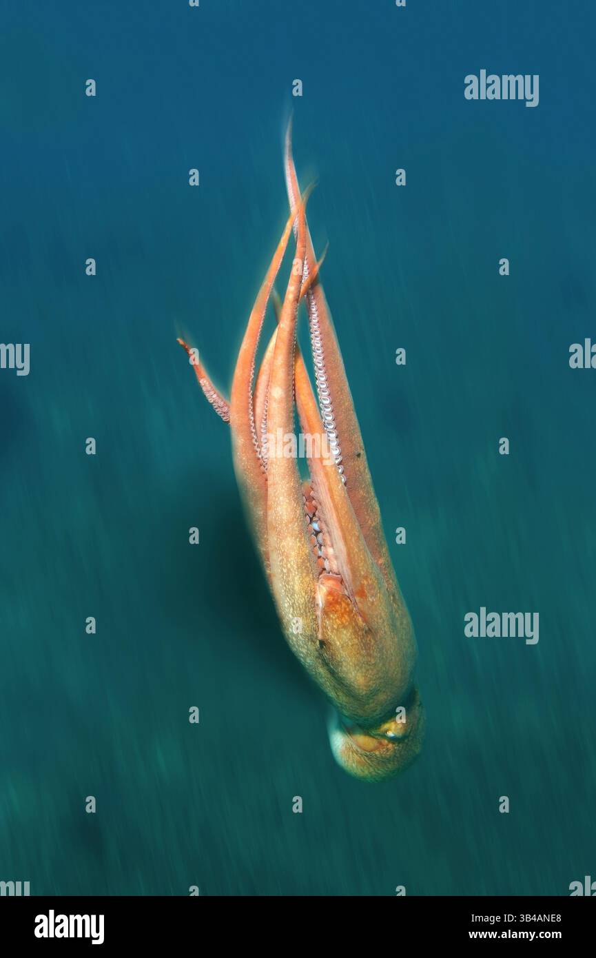 Aug. 2012 - Pazifischer Riesenkreken oder Nordpazifischer Riesenkreken (Enteroctopus dofleini) Japanisches Meer, Fernost, Primorski-Region, Russische Föderation (Bild: © Andrey Nekrasov/ZUMA Wire/ZUMAPRESS.com) Stockfoto