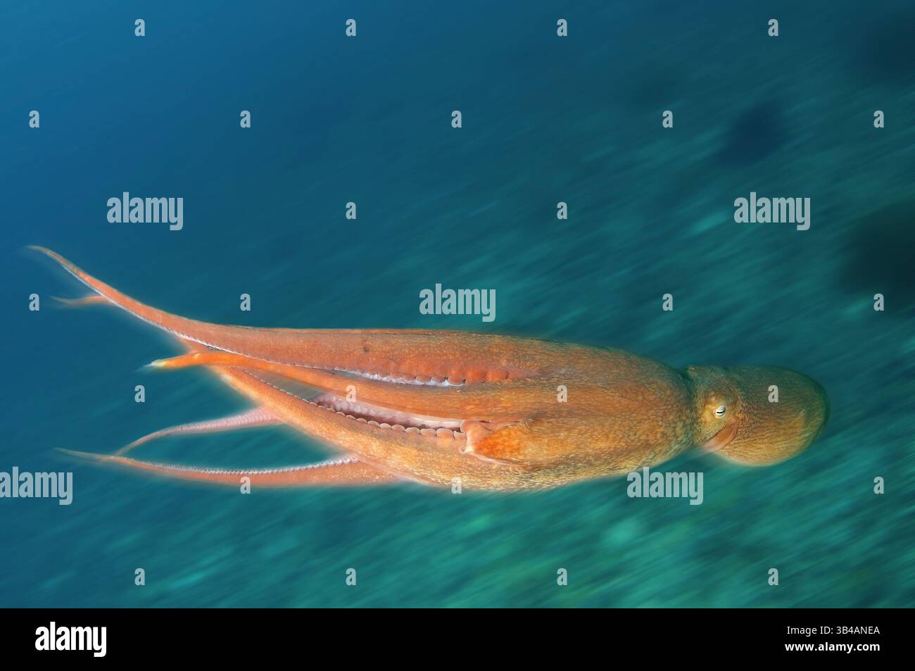 Aug. 2012 - Pazifischer Riesenkreken oder Nordpazifischer Riesenkreken (Enteroctopus dofleini) Japanisches Meer, Fernost, Primorski-Region, Russische Föderation (Bild: © Andrey Nekrasov/ZUMA Wire/ZUMAPRESS.com) Stockfoto