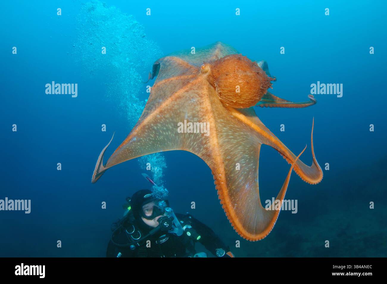 7. August 2012: Riesen-Pazifischer Oktopus oder Nordpazifischer Riesenkreken (Enteroctopus dofleini). Japan Sea, Fernost, Region Primorsky, Russische Föderation (Bild: © Andrey Nekrasov/ZUMA Wire/ZUMAPRESS.com) Stockfoto
