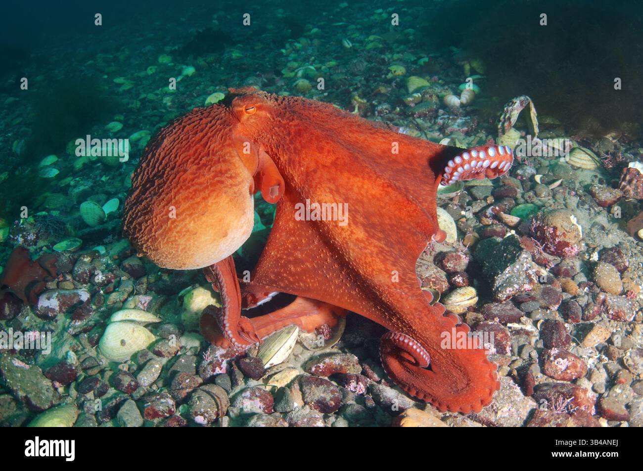 Aug. 2012 - Pazifischer Riesenkreken oder Nordpazifischer Riesenkreken (Enteroctopus dofleini) Japanisches Meer, Fernost, Primorski-Region, Russische Föderation (Bild: © Andrey Nekrasov/ZUMA Wire/ZUMAPRESS.com) Stockfoto