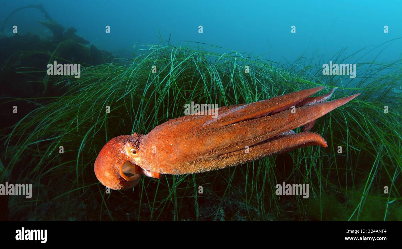 Aug. 2012 - riesiger Pazifischer Krake oder nordpazifischer Riesenkrake (Enteroctopus dofleini) Japanisches Meer, Fernost, Primorski-Region, Russische Föderation (Bild: © Andrey Nekrasov/ZUMA Wire/ZUMAPRESS.com) Stockfoto