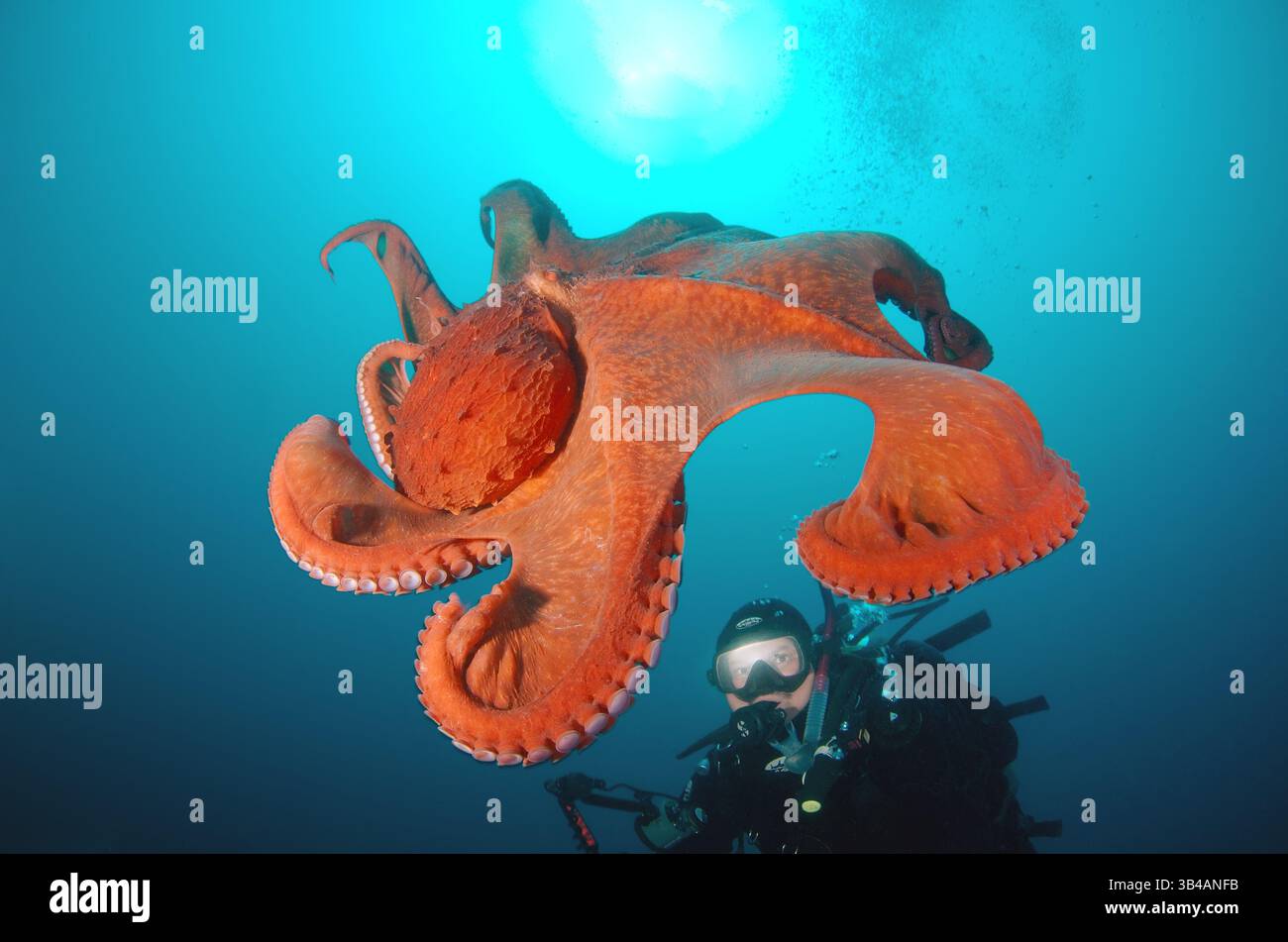 7. August 2012: Riesen-Pazifischer Oktopus oder Nordpazifischer Riesenkreken (Enteroctopus dofleini). Japan Sea, Fernost, Region Primorsky, Russische Föderation (Bild: © Andrey Nekrasov/ZUMA Wire/ZUMAPRESS.com) Stockfoto