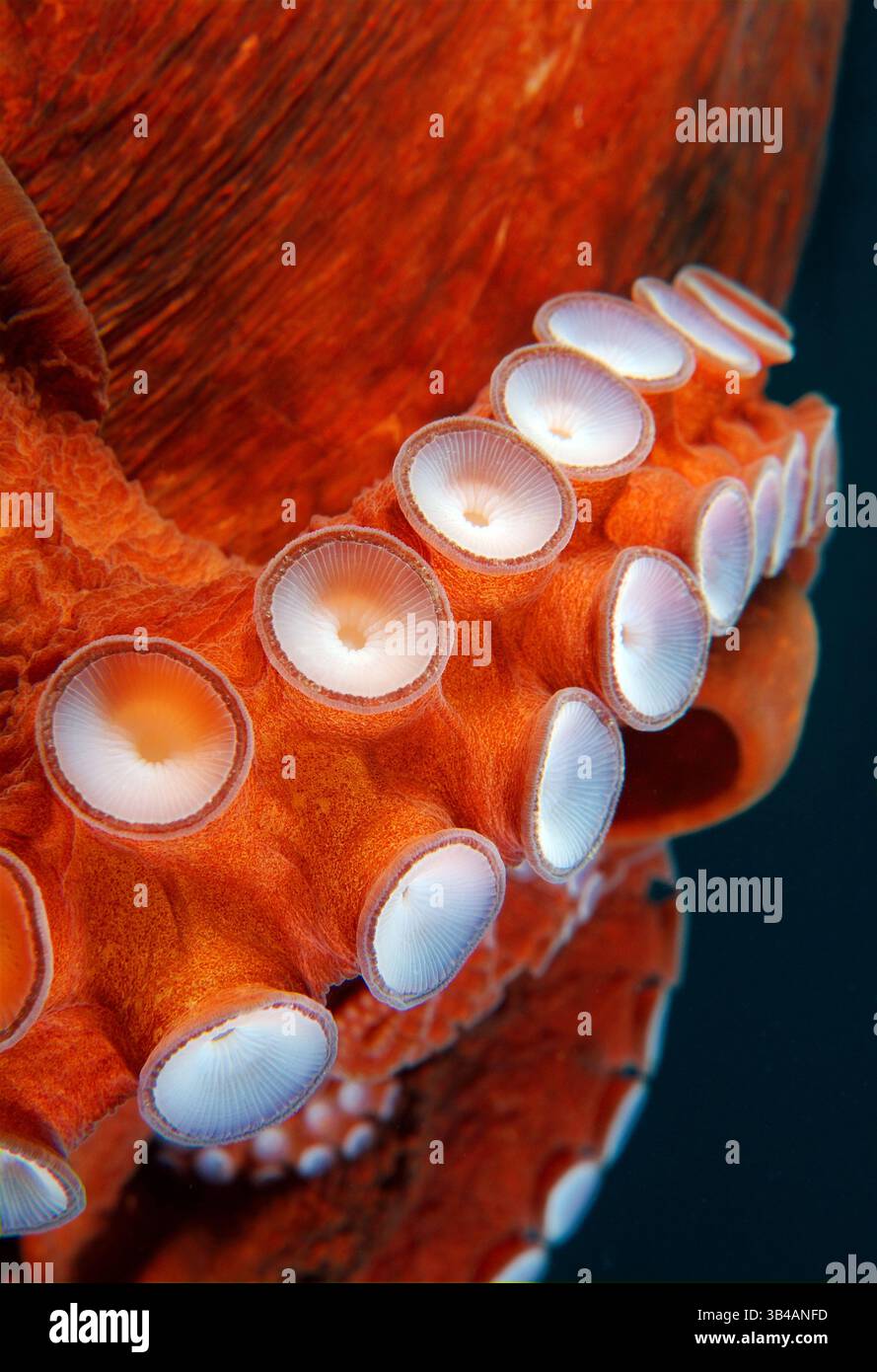 August 2012 - Pazifischer Riesen-Krake oder Nordpazifischer Riesen-Krake (Enteroctopus dofleini) Japanisches Meer, Fernost, Primorski-Region, Russische Föderation (Bild: © Andrey Nekrasov/ZUMA Wire/ZUMAPRESS.com) Stockfoto