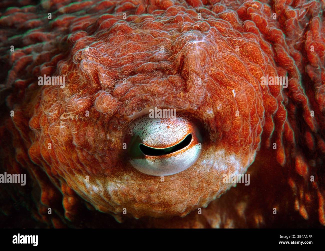 August 2012 - Pazifischer Riesen-Krake oder Nordpazifischer Riesen-Krake (Enteroctopus dofleini) Japanisches Meer, Fernost, Primorski-Region, Russische Föderation (Bild: © Andrey Nekrasov/ZUMA Wire/ZUMAPRESS.com) Stockfoto