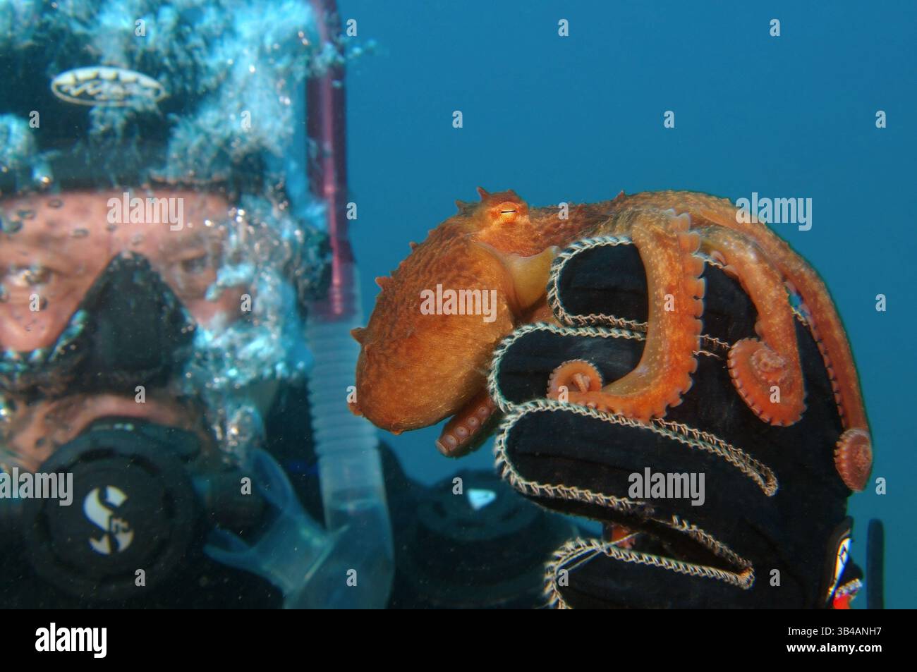 8. August 2012: Riesen-Pazifischer Oktopus oder Nordpazifischer Riesenkreken (Enteroctopus dofleini). Japan Sea, Fernost, Region Primorsky, Russische Föderation (Bild: © Andrey Nekrasov/ZUMA Wire/ZUMAPRESS.com) Stockfoto
