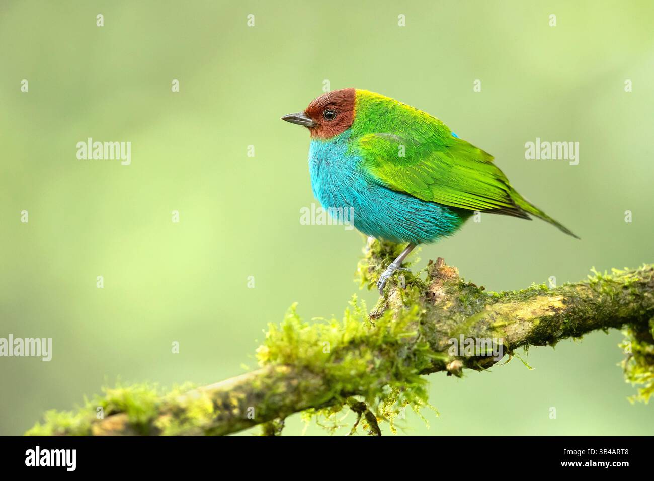Die Tangara gyrola (Tangara gyrola) ist ein mittelgroßer Passerinvogel. Dieser Tanager ist ein ansässiger Züchter in Costa Rica, Panama, Südamerika Stockfoto