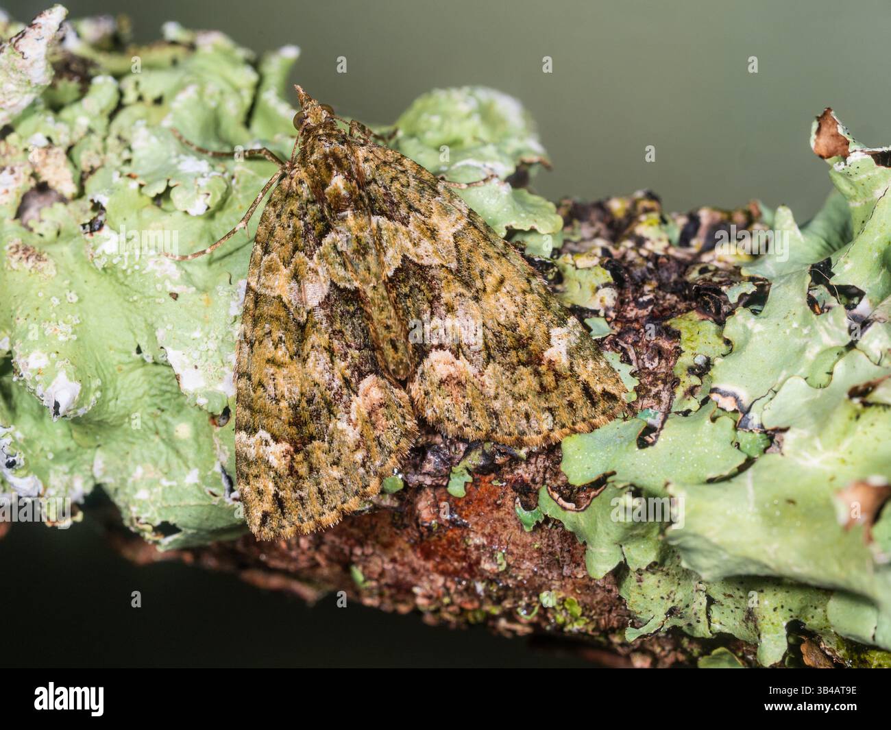 Erwachsene rot-grüne Teppichmotte, Chloroclysta siterata, nach dem Winterschlaf in einem Plymouth-Garten im Vereinigten Königreich Stockfoto Erwachsene rot-grüne Teppichmotte, Chloroclysta siterata, nach dem Winterschlaf in einem Plymouth-Garten im Vereinigten Königreich Stockfoto