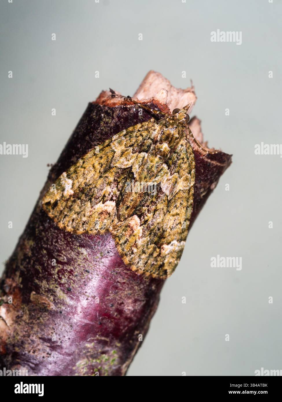 Erwachsene rot-grüne Teppichmotte, Chloroclysta siterata, nach dem Winterschlaf in einem Plymouth-Garten im Vereinigten Königreich Stockfoto Erwachsene rot-grüne Teppichmotte, Chloroclysta siterata, nach dem Winterschlaf in einem Plymouth-Garten im Vereinigten Königreich Stockfoto