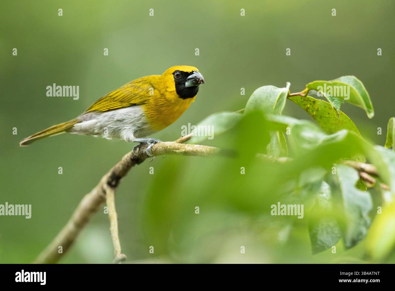 Der Schwarzschnabel (Caryothraustes poliogaster) ist ein großer Samenfresser aus der Kardinalfamilie (Cardinalidae). Stockfoto