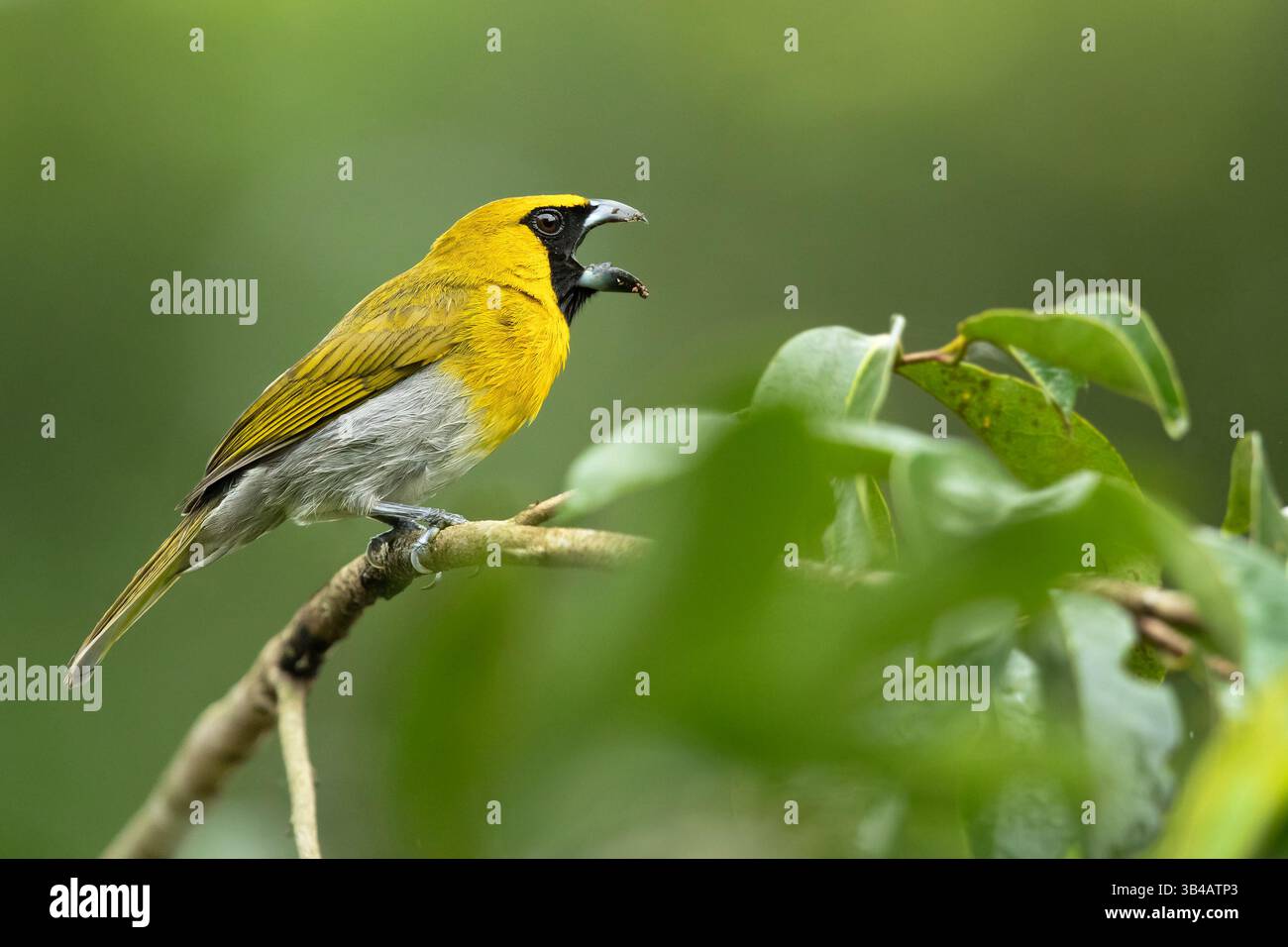 Der Schwarzschnabel (Caryothraustes poliogaster) ist ein großer Samenfresser aus der Kardinalfamilie (Cardinalidae). Stockfoto