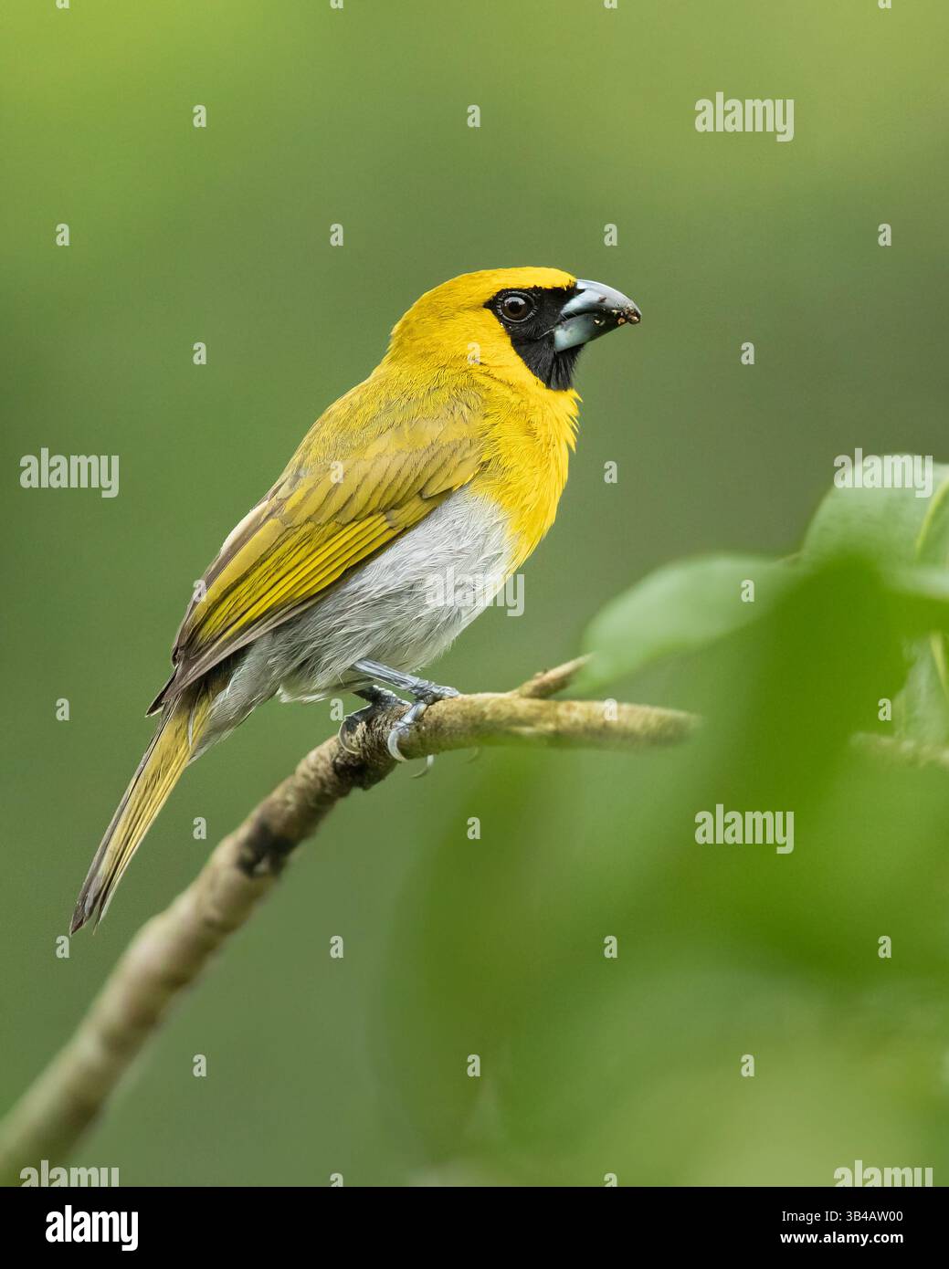 Der Schwarzschnabel (Caryothraustes poliogaster) ist ein großer Samenfresser aus der Kardinalfamilie (Cardinalidae). Stockfoto