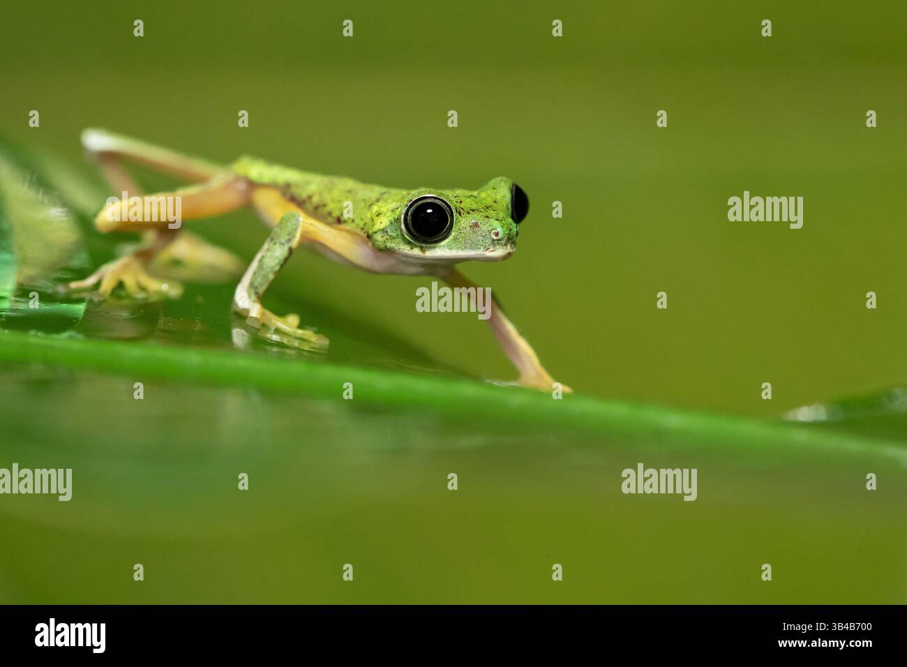 Agalychnis Lemur, der Lemurenblattfrosch oder Lemurenfrosch. Sie wird als kritisch gefährdet und bedroht eingestuft Stockfoto