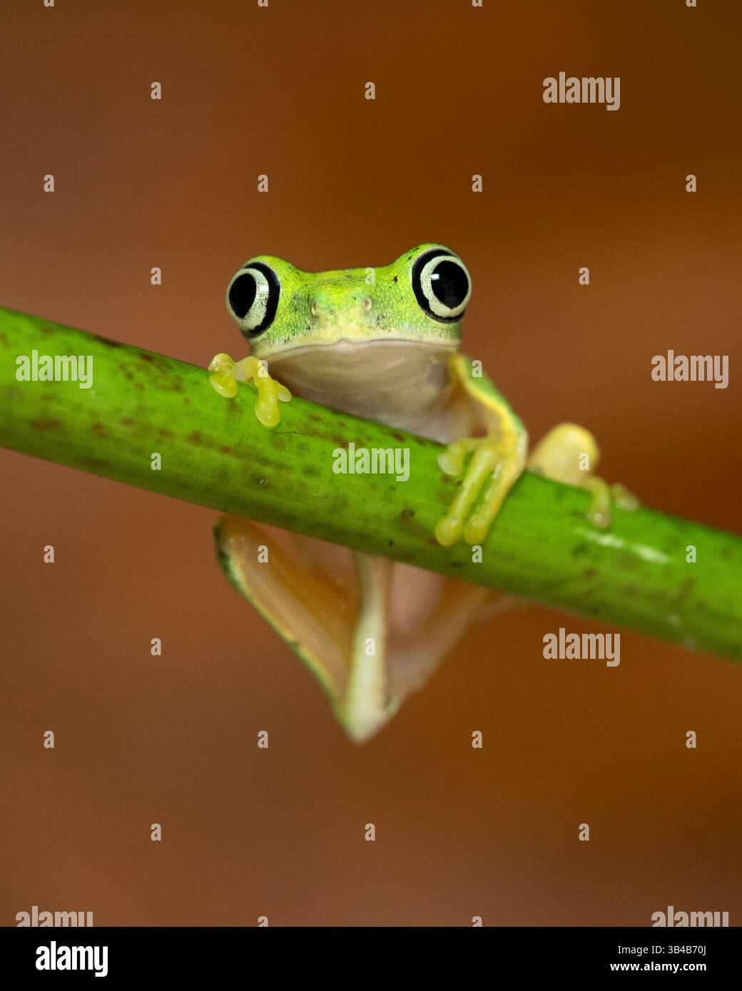 Agalychnis Lemur, der Lemurenblattfrosch oder Lemurenfrosch. Sie wird als kritisch gefährdet und bedroht eingestuft Stockfoto